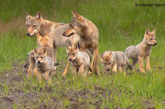 Wolf puppies