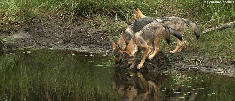 Wolfwelpen trinken aus Weiher