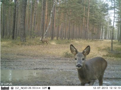 Ein Reh auf einer Waldweggabelung blickt direkt in die Kamera einer Fotofalle