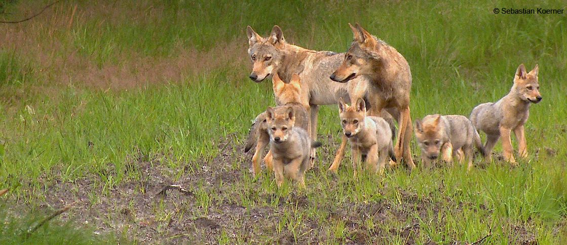 Wolf puppies