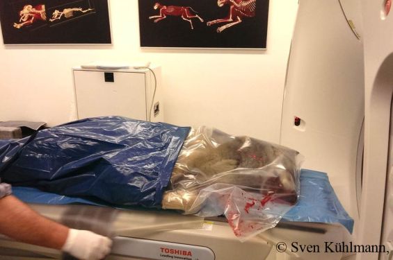 Ein toter, in Plastik gehüllter Wolf liegt für eine CT-Untersuchung auf dem Tisch eines Computertomographen