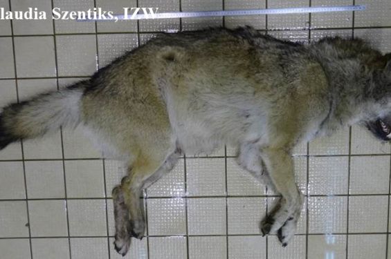 Ein lebloser Wolf liegt auf einem Fliesenboden