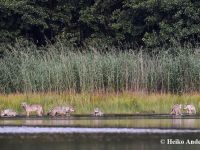 Photo by Heiko Anders: a wolf pack with young in the water, in front of dense reeds and grass.